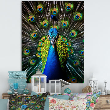 Teal Radiant Peacock - Teal Peacock Wall Art